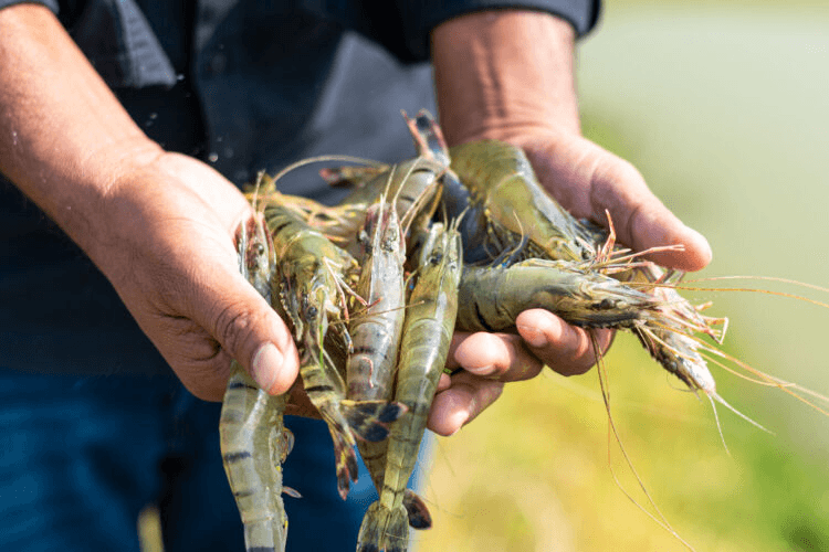 Hands holding fresh shrimp in the field